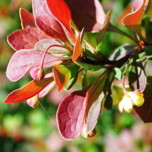 Барбарис тунберга Багатель с2 Kur 