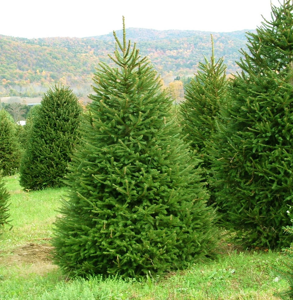 Ель обыкновенная 60-80 