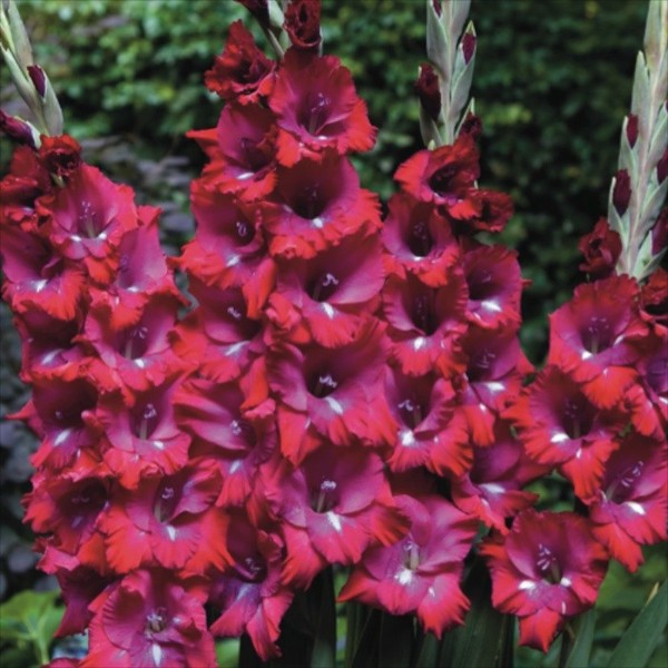 Луковица Гладиолус Сан Сиро (Бамбино), 10шт/уп 