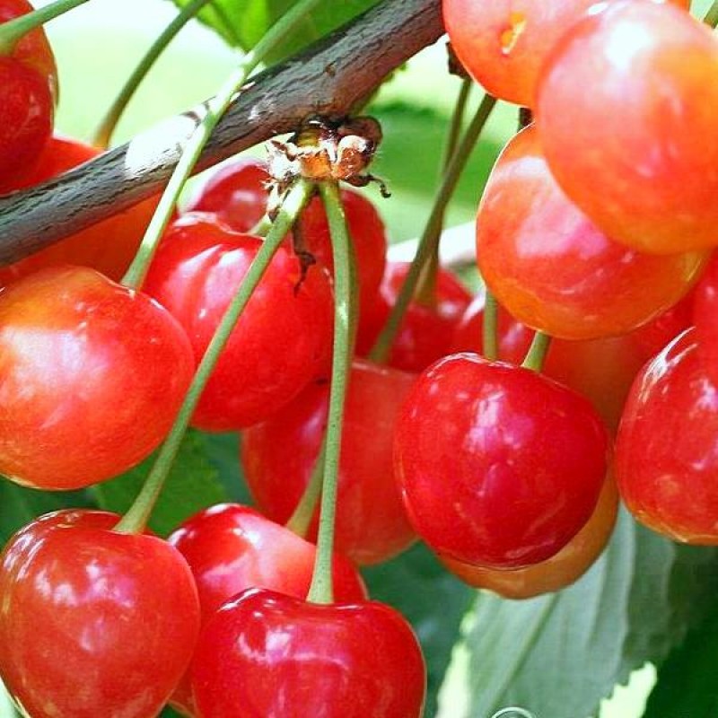 Черешня Юлия средн v10 140-160 ЦО 