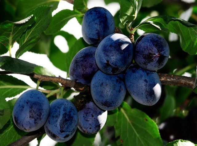 Сливово-вишневый гибрид Новинка v7 100-140 Lav 