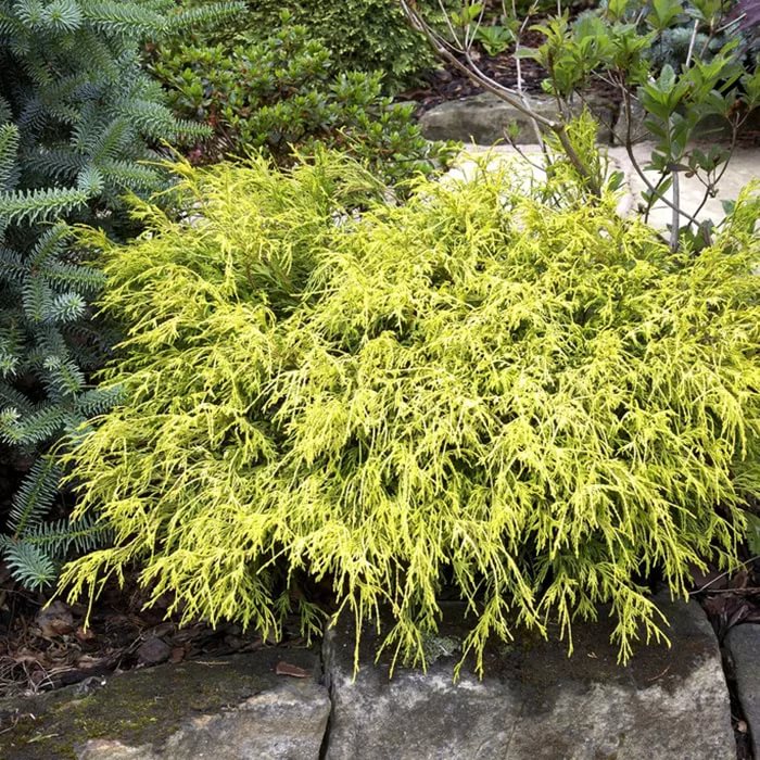 Кипарисовик горохоплодный Филифера Ауреа v3 Tim 