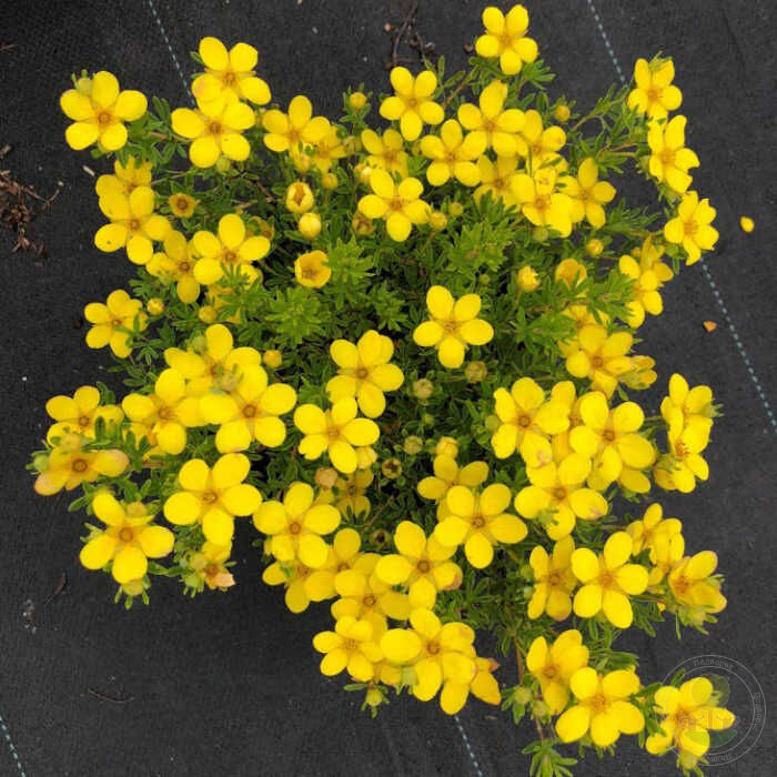 Лапчатка кустарниковая Хендлин Белла Линдси C7.5, 15-20см 