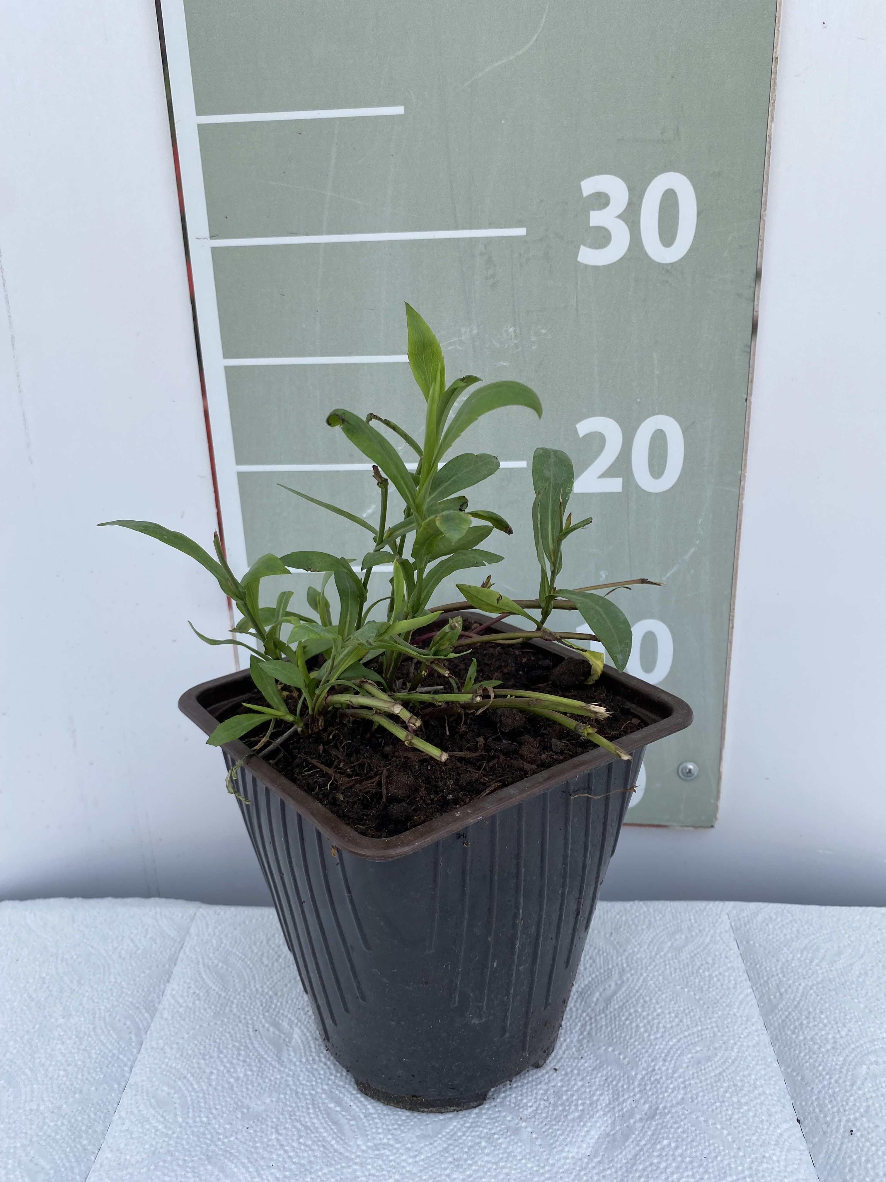 Астра Айланд Багамас v2 Lav 