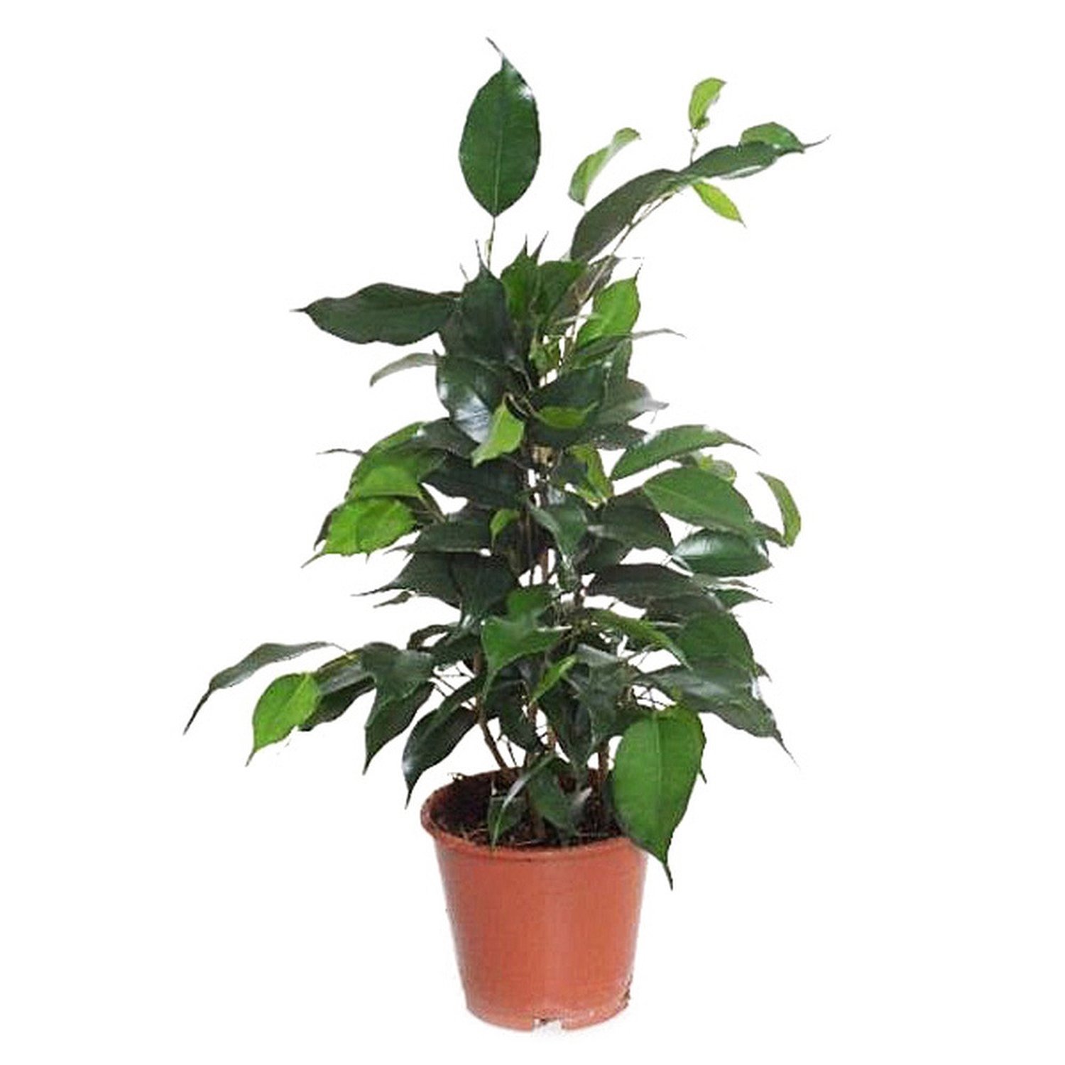 Основное изображение