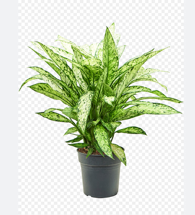 Диффенбахия Везувий  d12 h50 ХР 