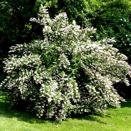 Дейция Розеа Плена v2 Lav 