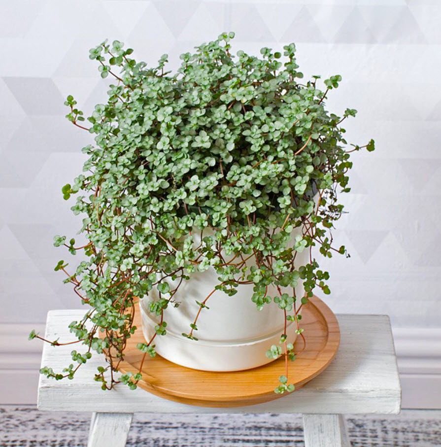 Пилея сизолистная кашпо d15 ХР 