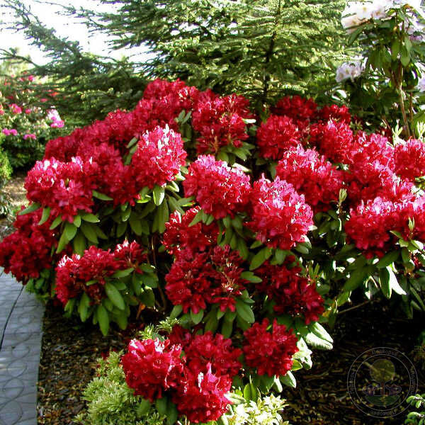 Рододендрон гибридный Франческа v1 