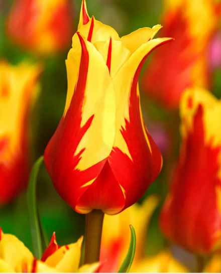 Луковица Тюльпан Файерворк 11/12, 10 шт/уп 