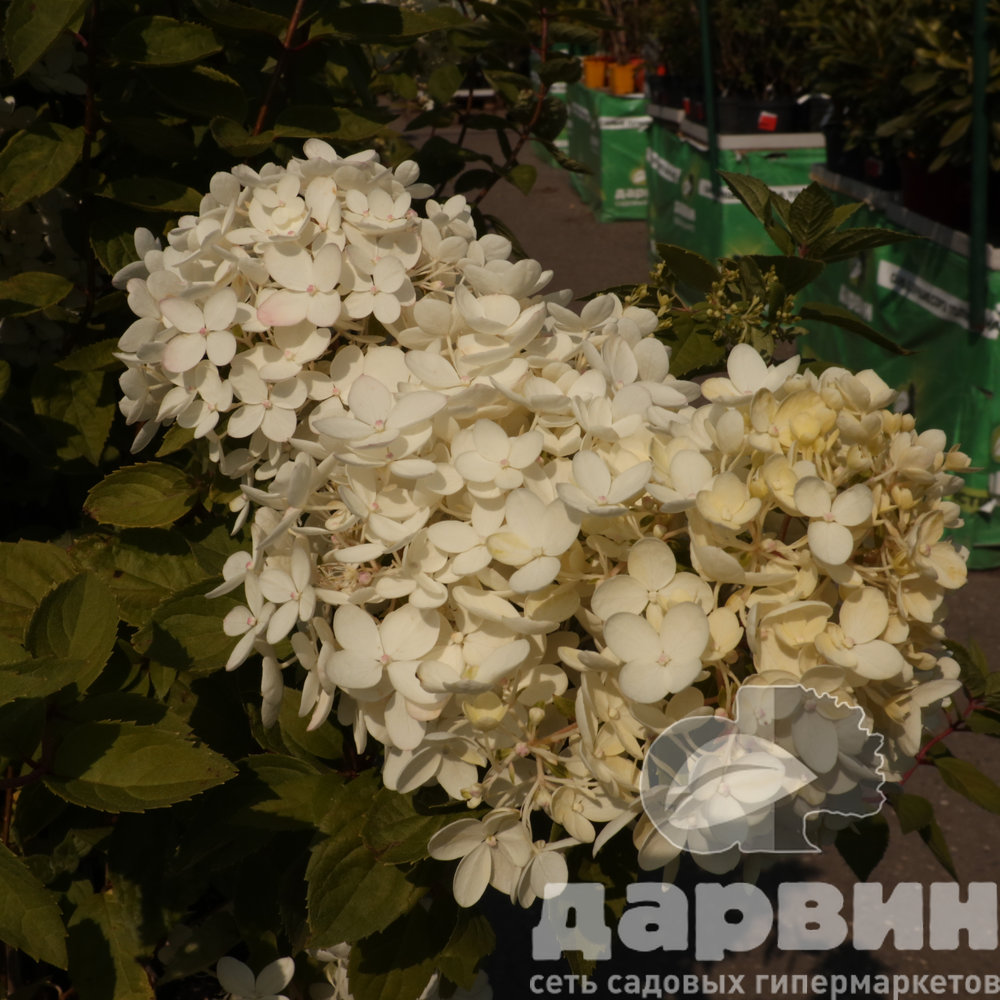 Гортензия метельчатая Харри'с Сувенир v3 Lav ватермарка