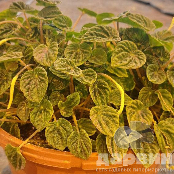 Пеперомия Лилиан d11 Tim 