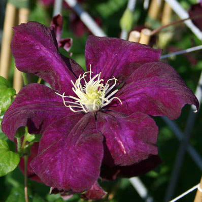 Клематис Монте Казино v2 