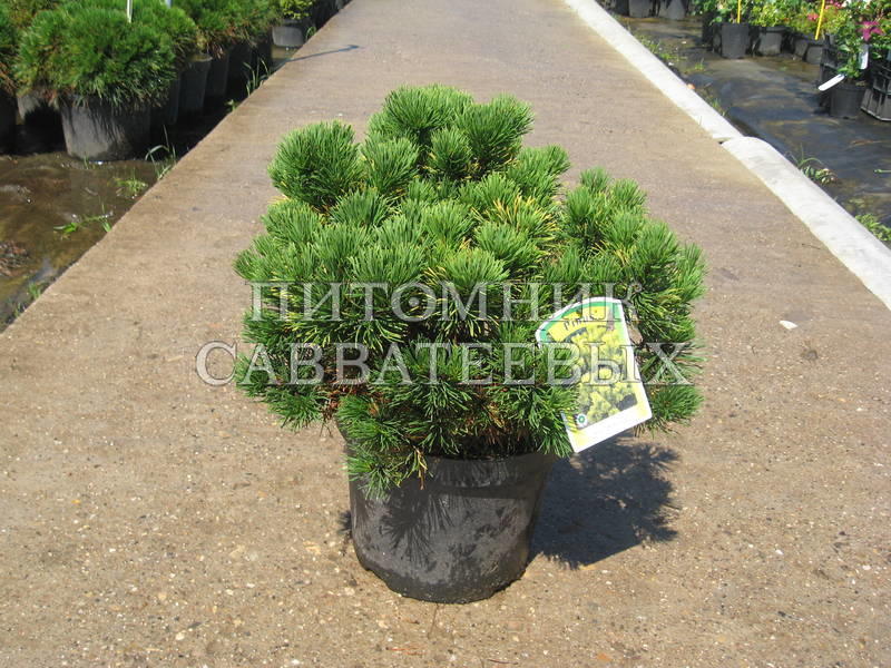 Сосна горная Винтер Голд v5 25-30 Sav 