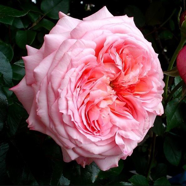 Роза английская РОСЕ ДЕ КОРНУИЛ v7 Fr 