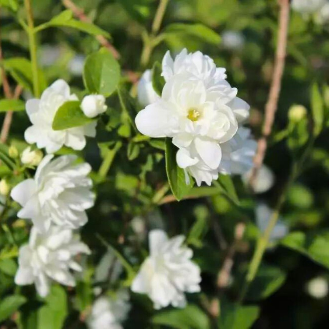 Чубушник Фрости Морн v5 Lav 