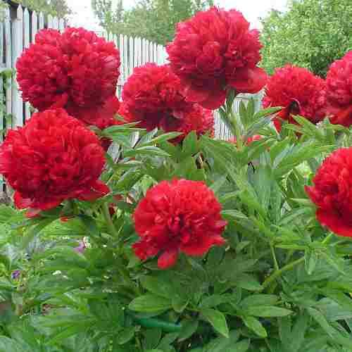 Пионы СС в асс. C2 