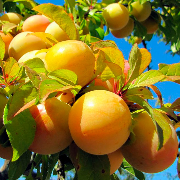 Слива Яхонтовая v7 100-120 Tim 