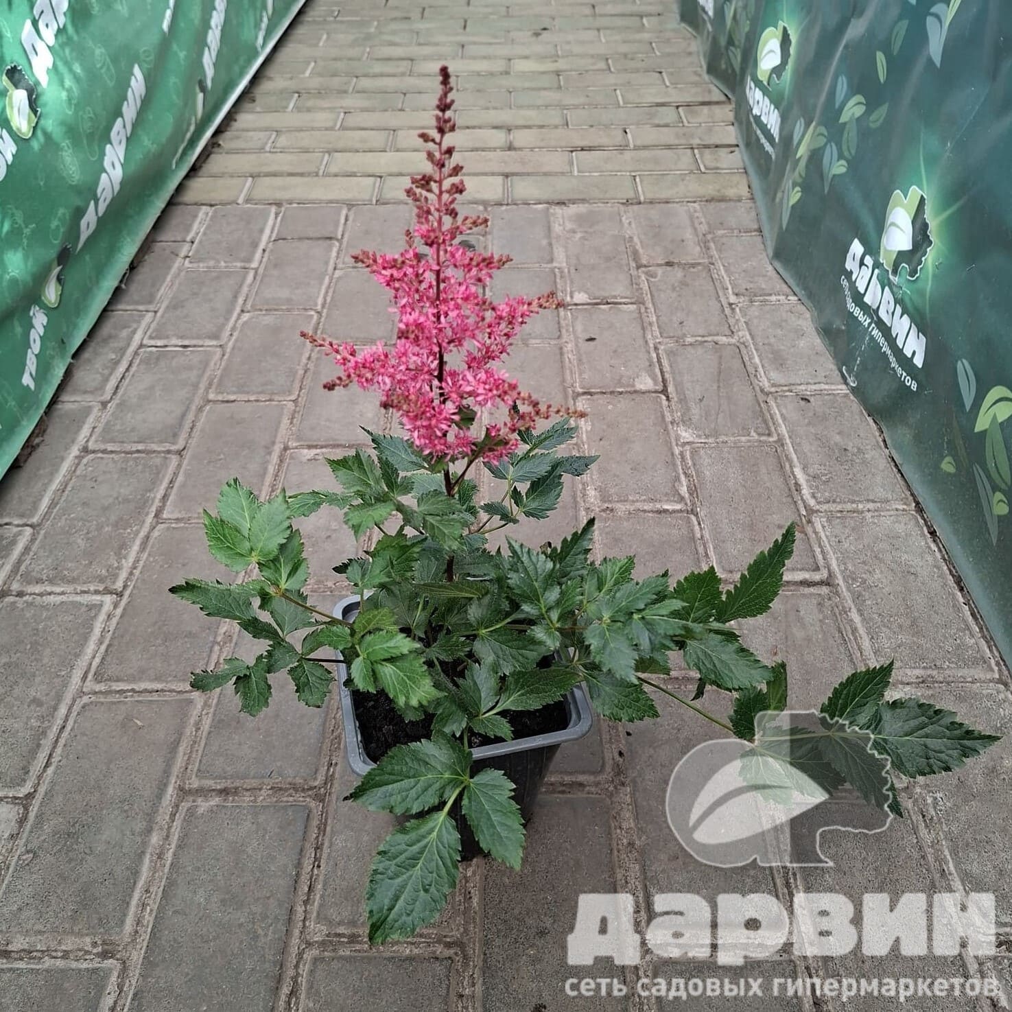 Астильба Хеви Металл v2 Tim 