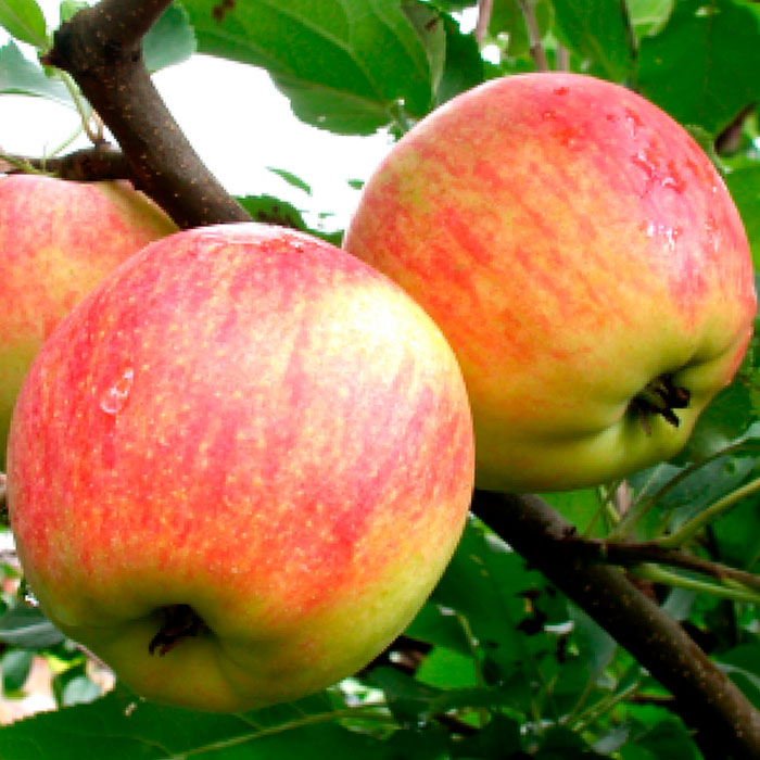 Яблоня Первый салют 1-летка Tim 