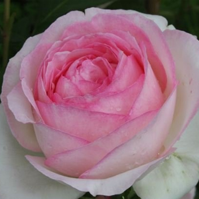 Роза плетистая Пьер де Ронсар в коробке ЦО 