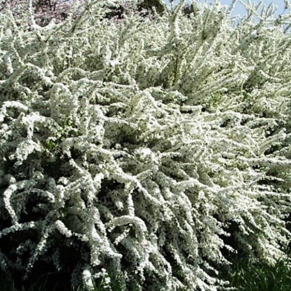 Спирея ниппонская Сноумунд с5/40-60 Kur 