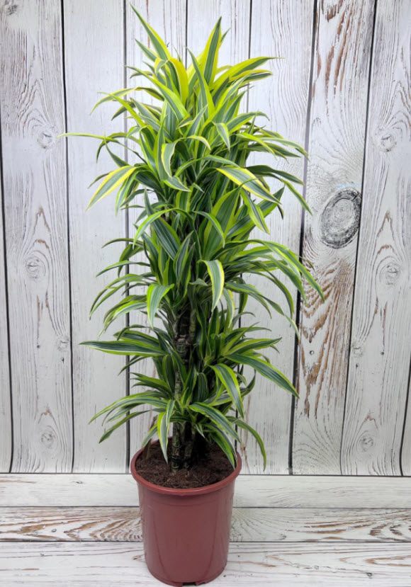 Драцена Лемон Лайм бранч d21 h80 