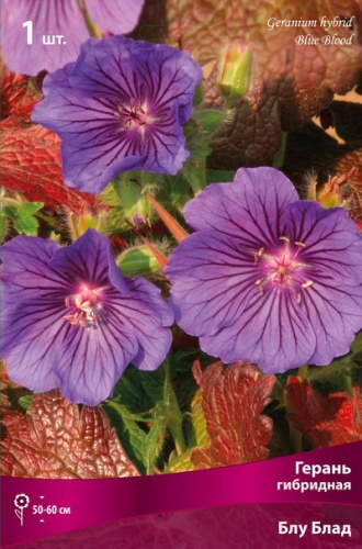 Кореневище Герань гибридная Блу Блад 1шт Поиск 