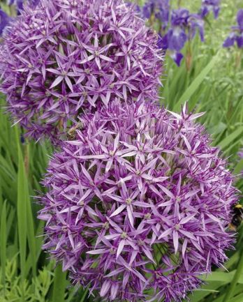 Луковица Лук декоративный Кристофии HBM 10/12, 1шт 