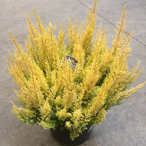 Эрика Армели Лемон d12 h30 