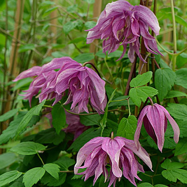 Клематис Перпле дрим, Р9 