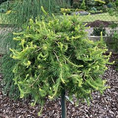 Лиственница европейская Комарек Хекс v5 50см штамб Mt 