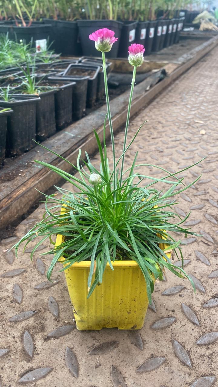 Армерия приморская p9 Tim 