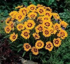 Кореопсис крупноцветковый v1 Цм 