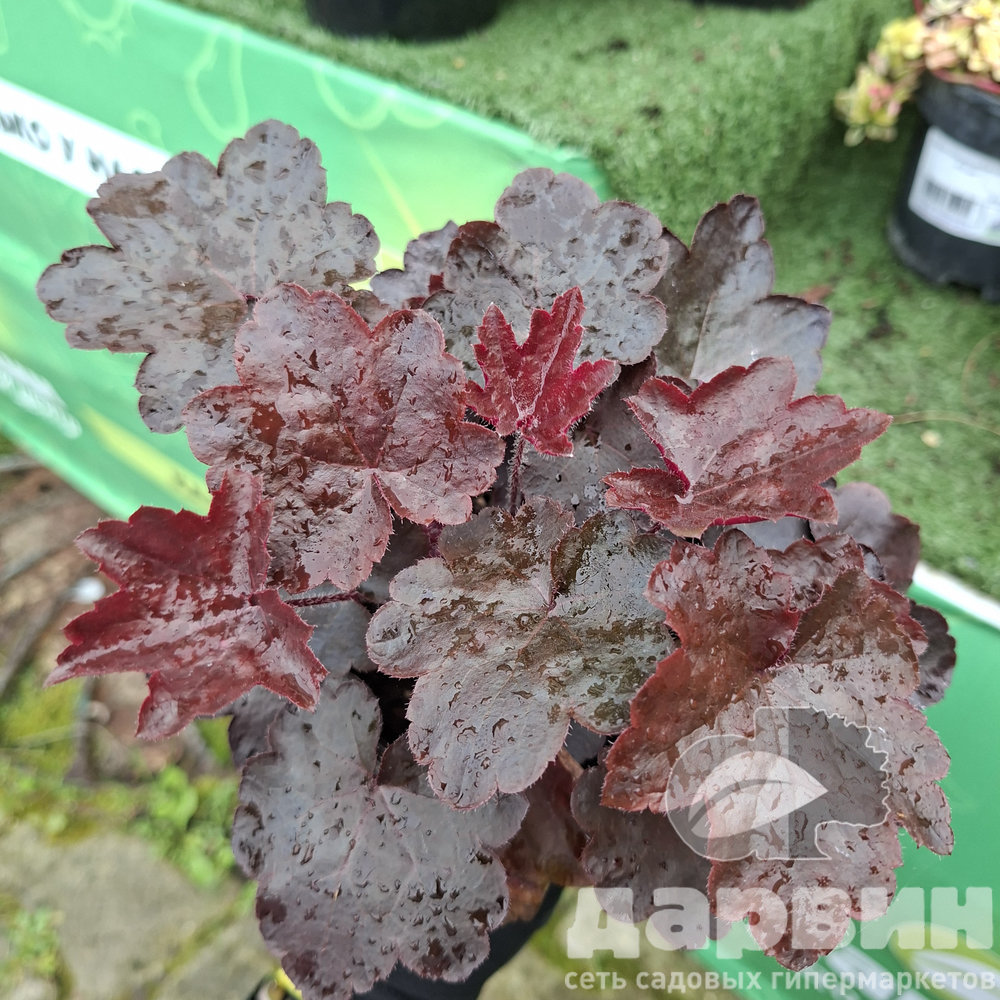 Гейхера Блэкаут d12 ХР 