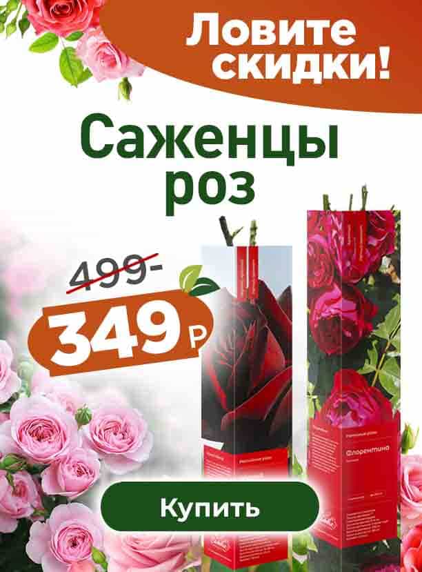 Роза в коробках от 349 руб