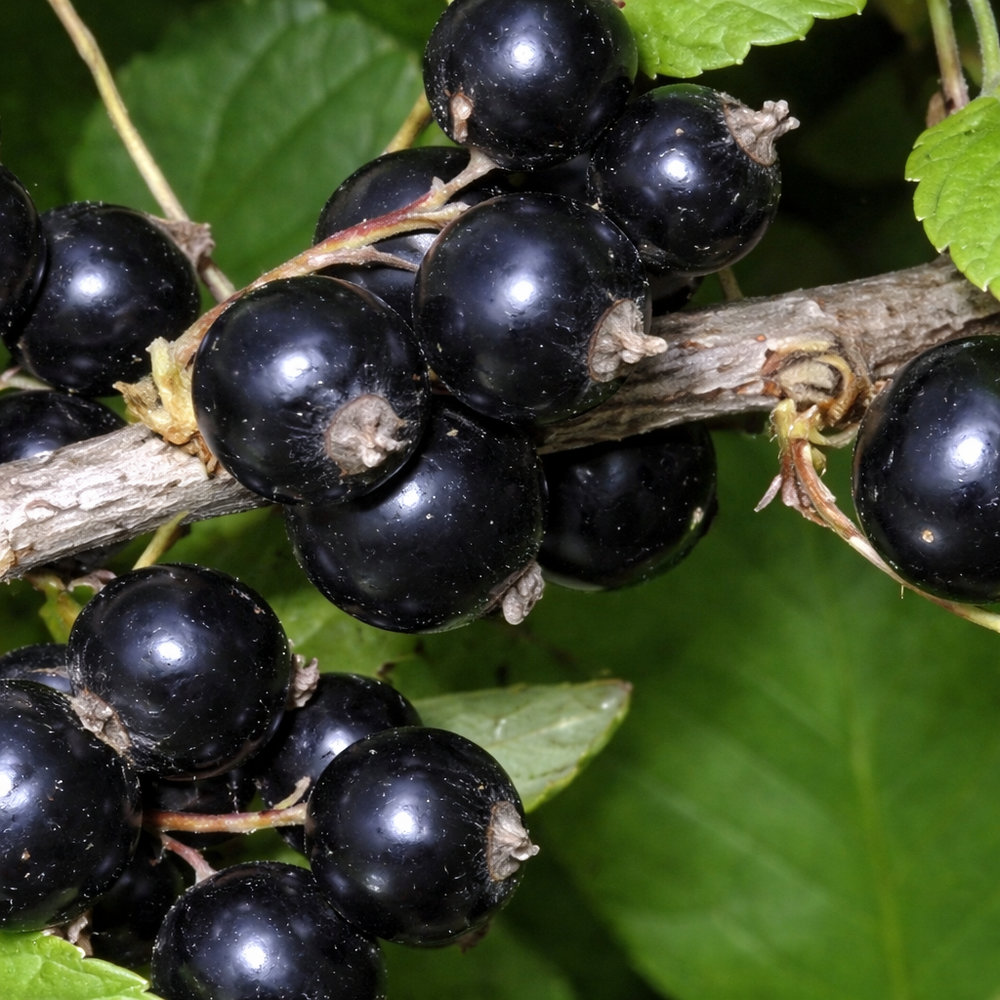 Смородина Дачница черн h40-60 v5 Lav 