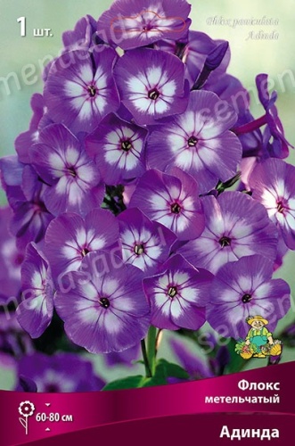 Кореневище Флокс метельчатый Адинда 1шт Поиск 