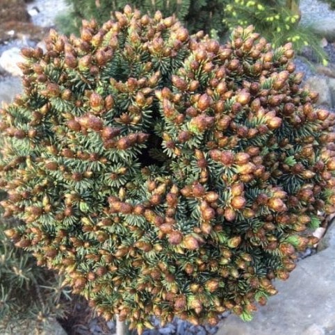 Ель сизая Пардубице на штамбе h 40 см C4 Mt 