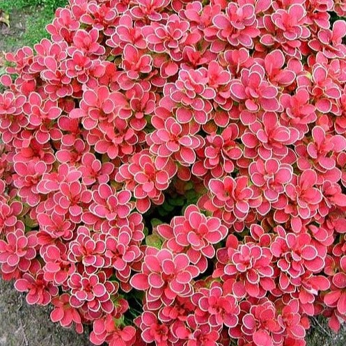 Барбарис тунберга Руби Стар v5 20-30 YP 