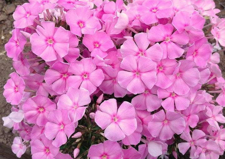 Флокс метельчатый компактный 3л 