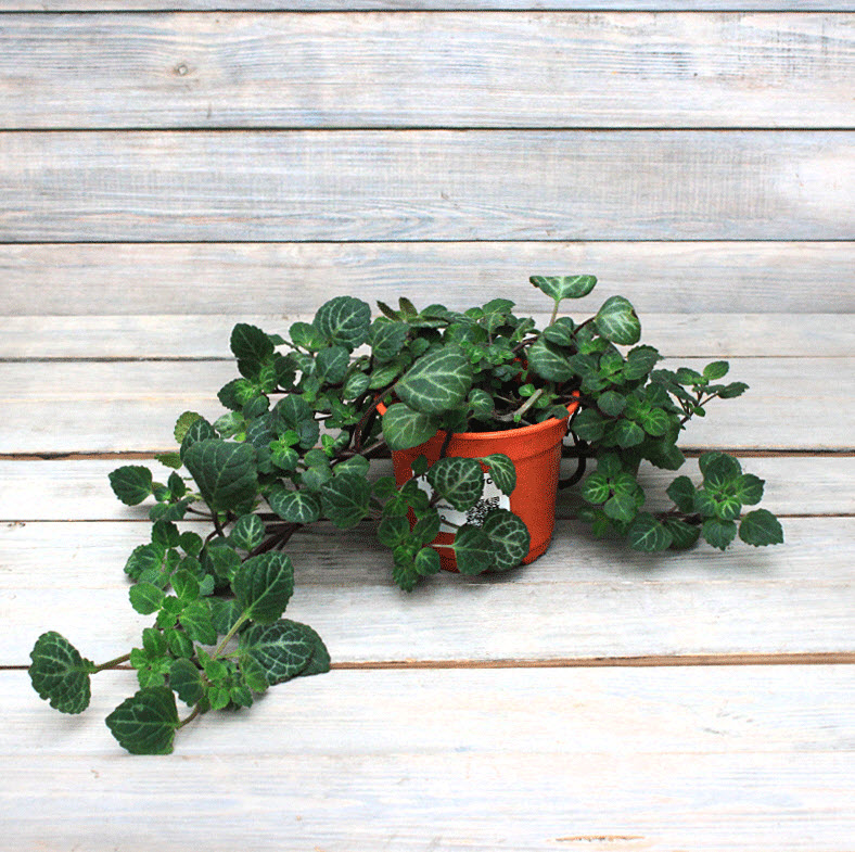 Плектрантус Эртендаля плант микс d8 10 ХР 