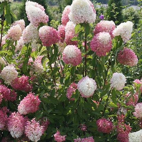 Гортензия метельчатая Долли v5 Lav 