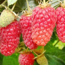 Малина ремонтантная Делнива красн. в коробке Tim 