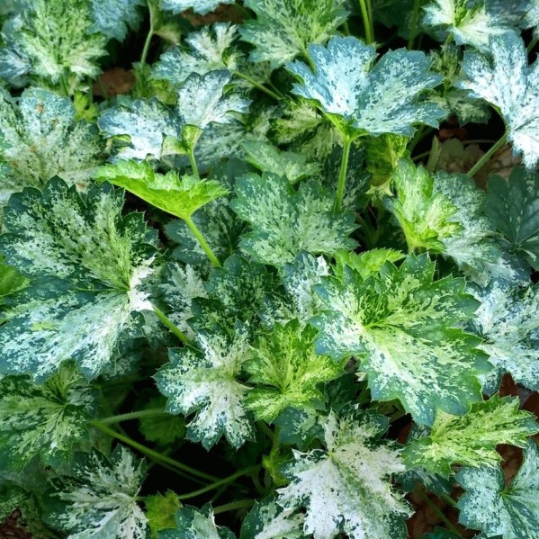 Гейхера Дью Дропс v2 Lav 