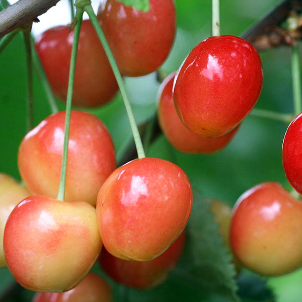 Черешня Брянская розовая 80-100 Tim 