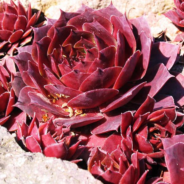 Молодило Отелло р9 Sw 