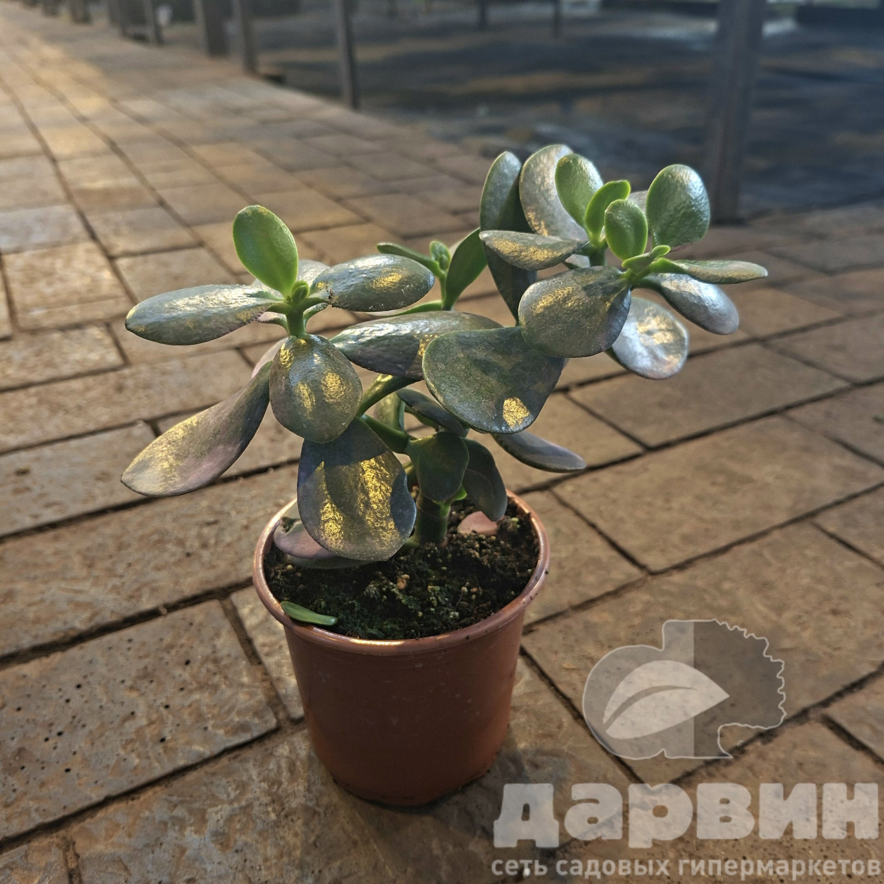 Крассула д10 тим (3) marked