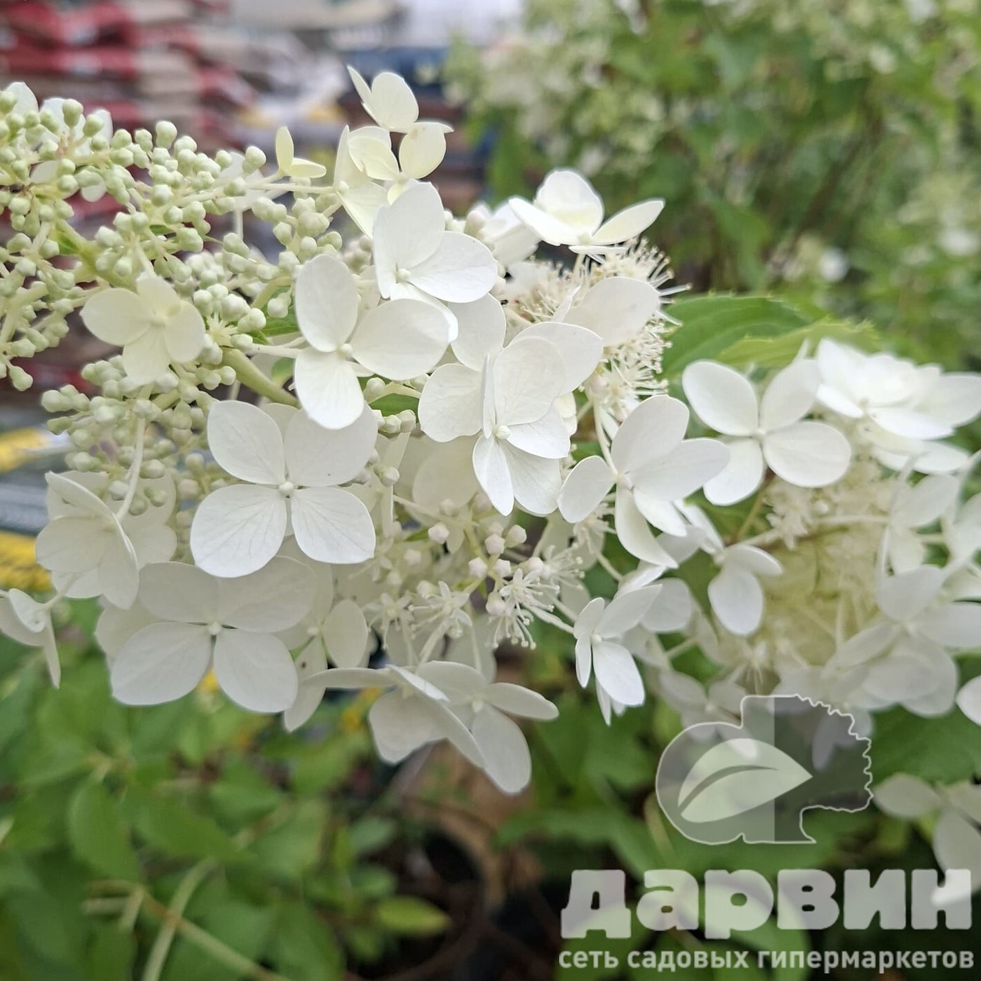 Гортензия метельчатая Сильвер Доллар v3 Tim 