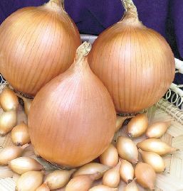 Основное изображение